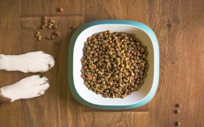 Alimentation pour chien