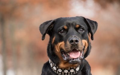 Collier électrique pour chien