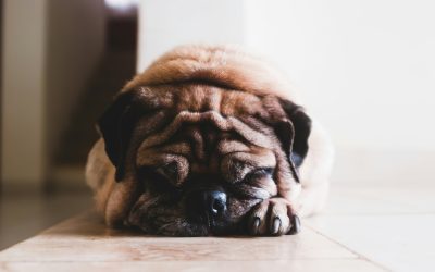 Allergie alimentaire du chien